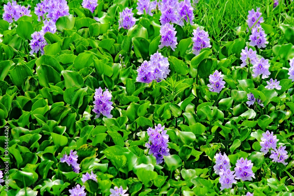 The beauty of the purple water hyacinth flowers that cover the surface of the Pening Ambarawa swamp The beauty of the purple water hyacinth flowers that cover the surface of the Pening Ambarawa swamp