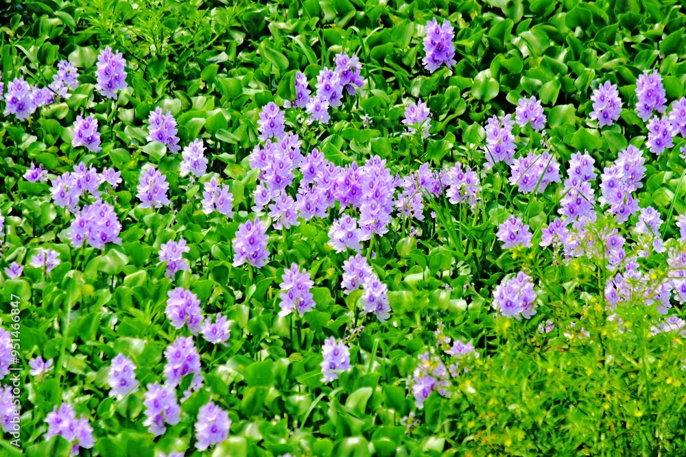 Naklejka premium The beauty of the purple water hyacinth flowers that cover the surface of the Pening Ambarawa swamp
