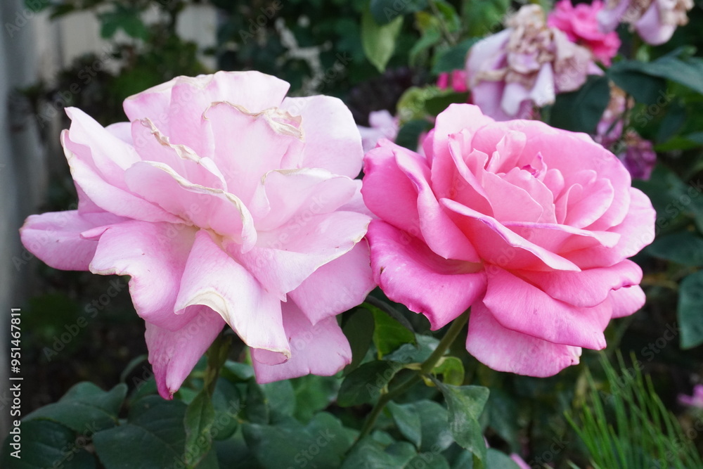 Pink Pair of Roses - Flowers Pink Pair of Roses - Flowers