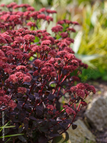  Sedum (hylotelephium) telephium Blue Pearl in garden. Bumblebee on flowers of hylotelephium photo