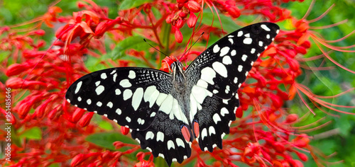 Butterfly and flowers