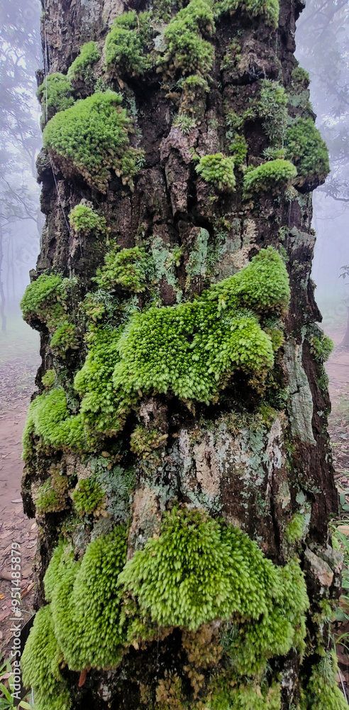 Moss on the tree Moss on the tree