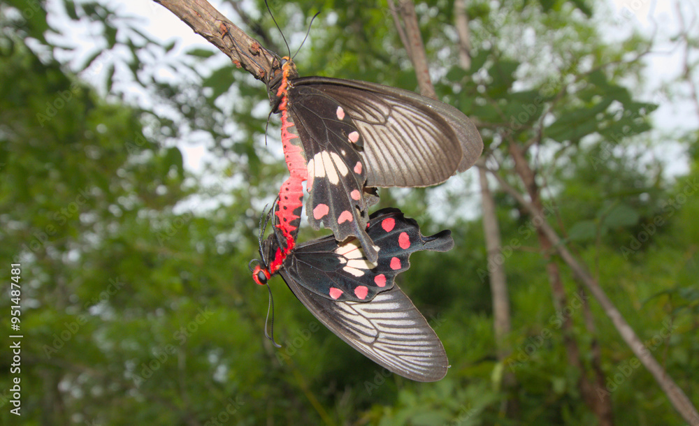 Fototapeta premium Butterflies breeding