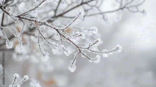 A close-up of sleet-covered tree branches, with ice glistening under a gray, overcast sky.