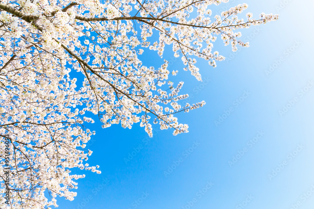 The cherry blossoms in full bloom against the blue sky The cherry blossoms in full bloom against the blue sky