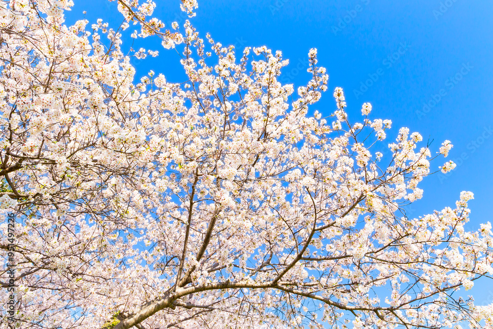 The cherry blossoms in full bloom against the blue sky The cherry blossoms in full bloom against the blue sky