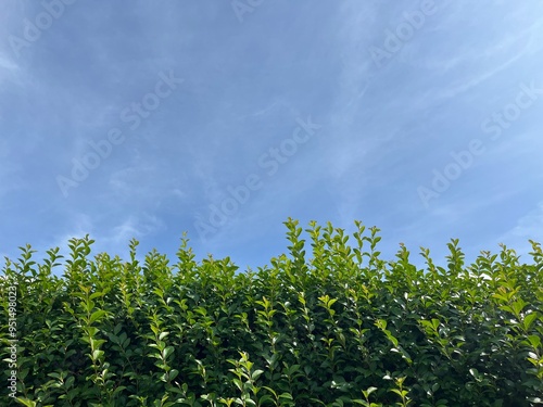 In the two-part photograph, the blue sky can be seen at the top and a green hedge at the bottom