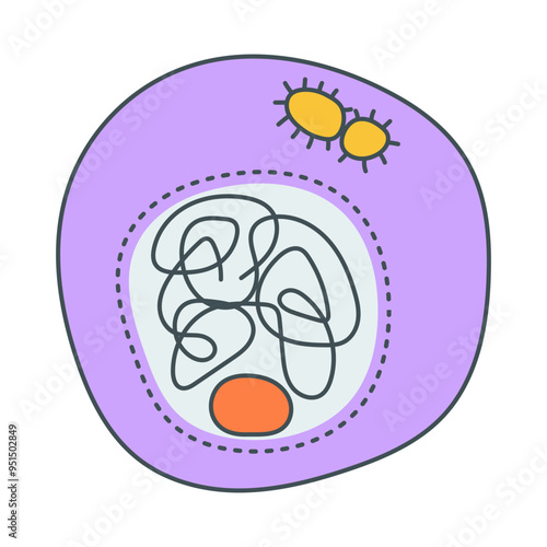 interphase illustration photo