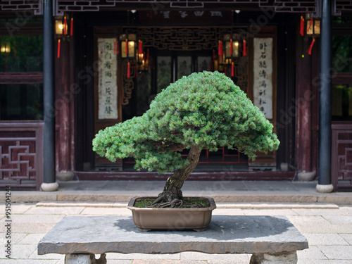 A bonsai pine tree in front of a old chinese style house