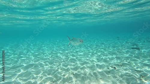 Close-up of Smallspotted dart fish (Trachinotus baillonii) swimming in shallow water. Video captures their detailed movements and interactions in clear, tranquil waters of the Maldives. photo