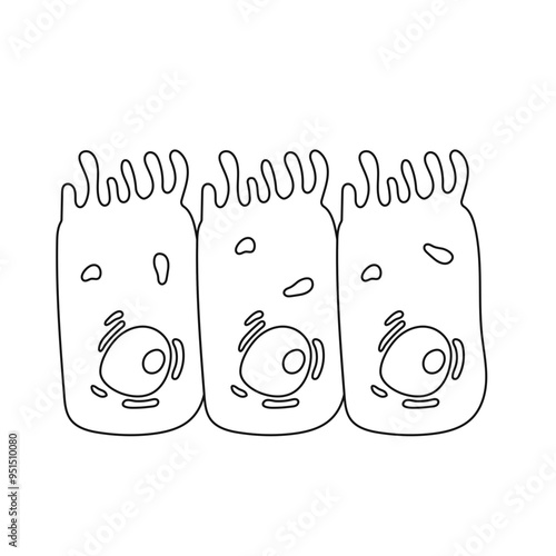intestinal cell
