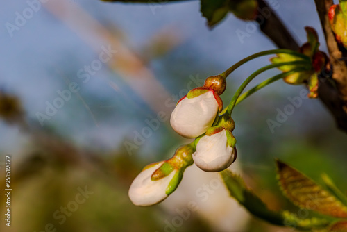 Wallpaper Mural Blütenknospen eines Apfelbaums Torontodigital.ca