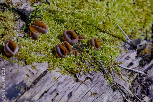 Nahaufnahme von Pilzen auf moosbewachsener Baumrinde photo