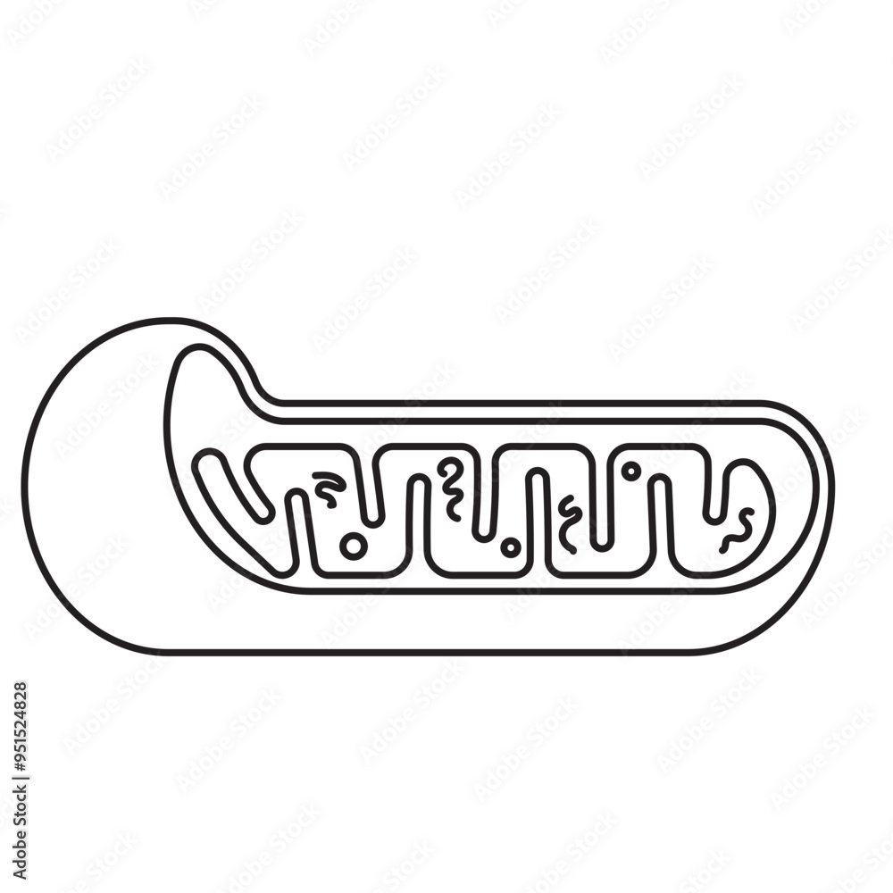 mitochondria mitochondria