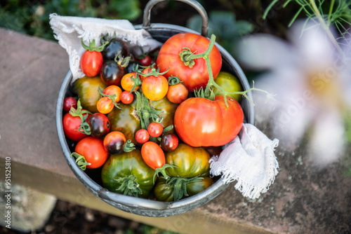 Wallpaper Mural verschiedenen Tomaten, Gemüse ernten im Garten, Schale mit vielen Tomatensorten, 
 Torontodigital.ca