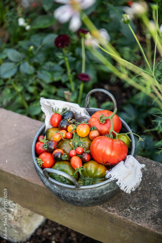 verschiedenen Tomaten, Gemüse ernten im Garten, Schale mit vielen Tomatensorten, 

