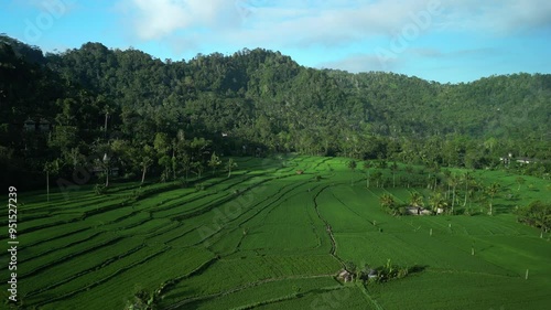 Aerial drone view of beautiful rice terrace surrounded by tropical forest Bali, Indonesia. 