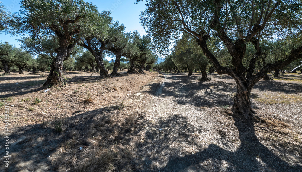 Griechenland Zakynthos Olivenbäume