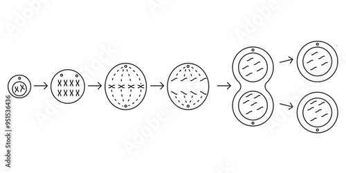 mitosis