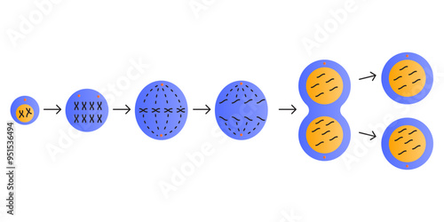 mitosis illustration