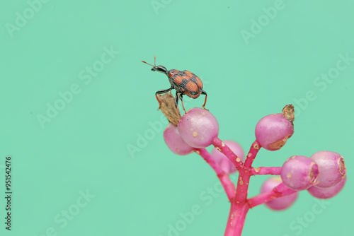 A giraffe weevil is looking for food on wild fruit plants. This insect has the scientific name Apoderus tranquebaricus.