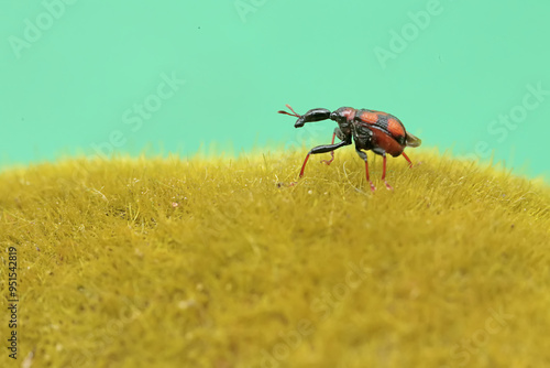 A giraffe weevil is looking for food on moss-covered ground. This insect has the scientific name Apoderus tranquebaricus.