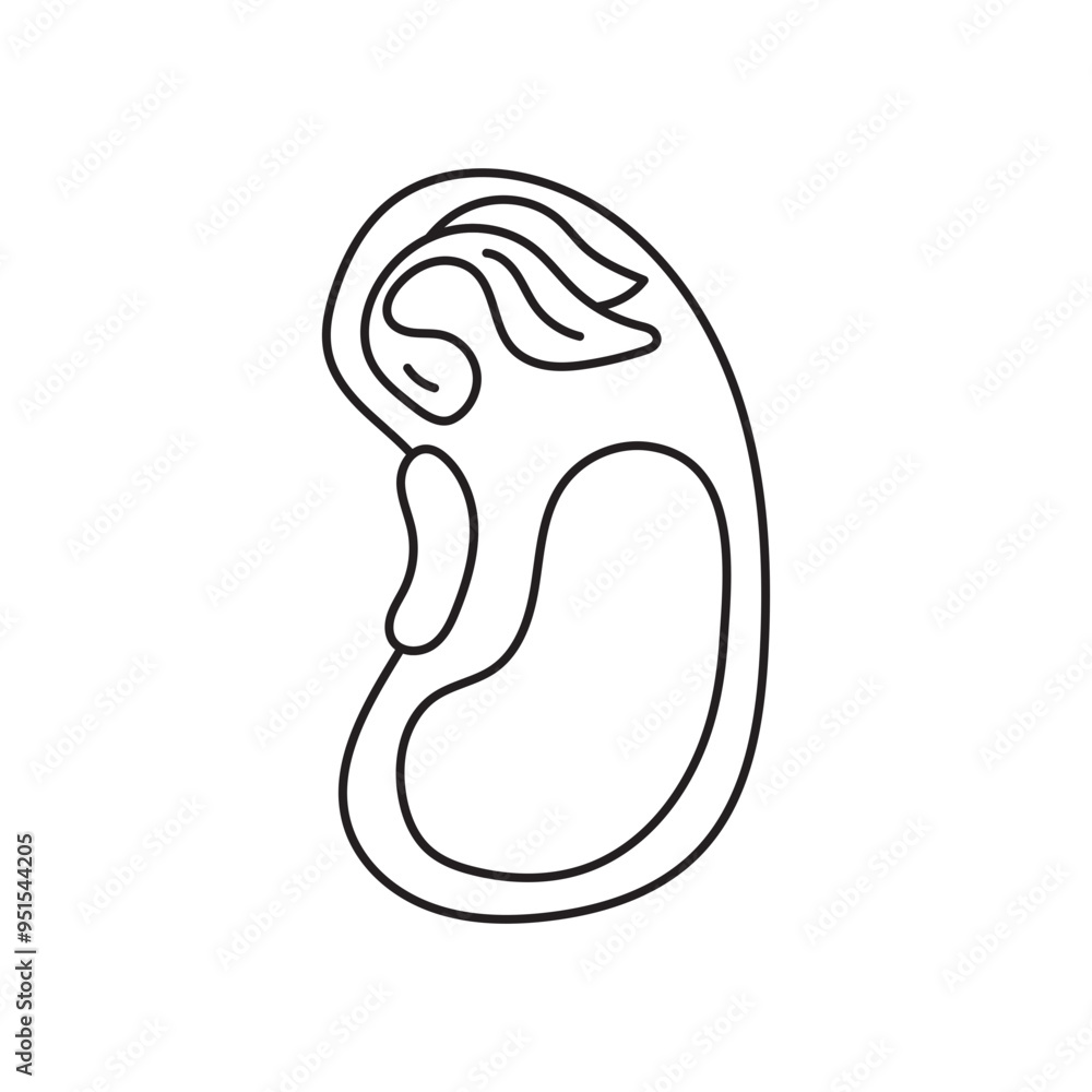 monocot seed monocot seed