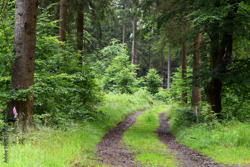 Waldweg im Thüringer Wald, Thüringen, Deutschland photo