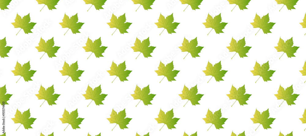 Yellow and green autumn leaves in the white background Yellow and green autumn leaves in the white background