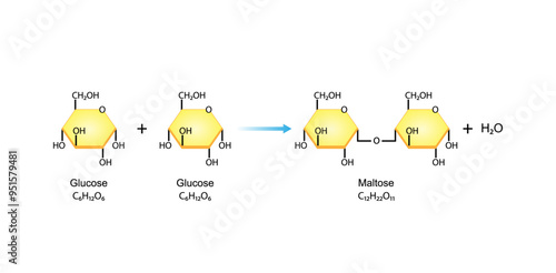 Maltose, malt sugar, chemical structure. Disaccharide Molecule. Glucose Sugar units. Scientific Diagram. Vector Illustration.	