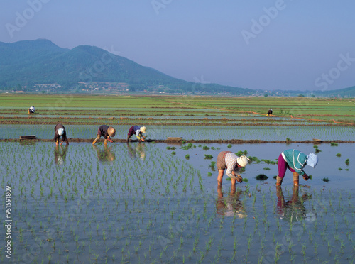 Oepo-ri, Ganghwa-gun, Incheon, South Korea - June 1, 2003: Summer view of farmers working rice planting on the water of rice paddy photo