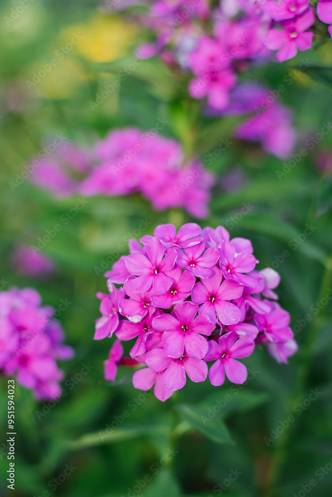 Purple flowers of paniculate phlox in full bloom Purple flowers of paniculate phlox in full bloom