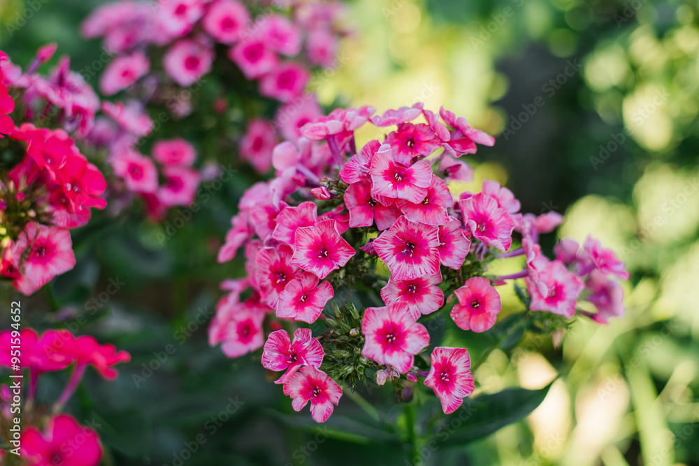 Pink Red flowers panicle phlox Stars and Stripes in garden Pink Red flowers panicle phlox Stars and Stripes in garden