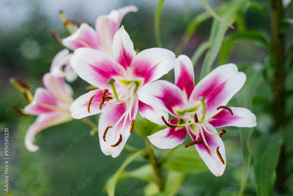 Pink and white oriental lily flowers in full bloom Pink and white oriental lily flowers in full bloom