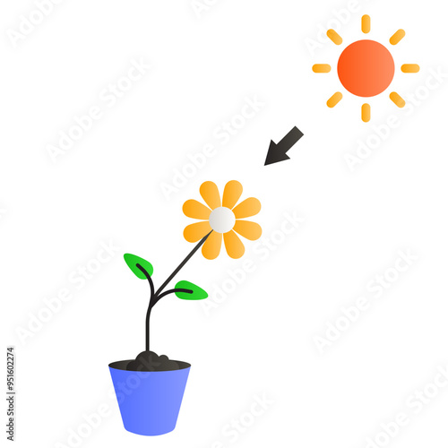 phototropism illustration photo