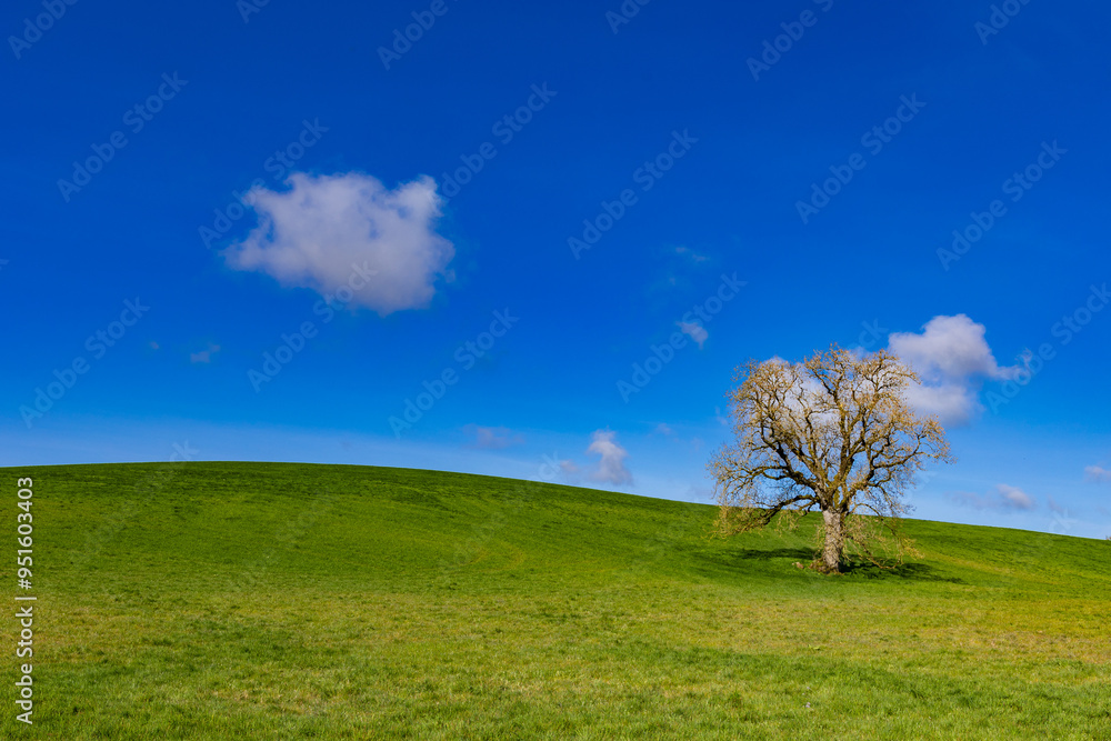 Lone tree in the field in Northern Ireland Lone tree in the field in Northern Ireland
