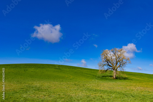 Lone tree in the field in Northern Ireland