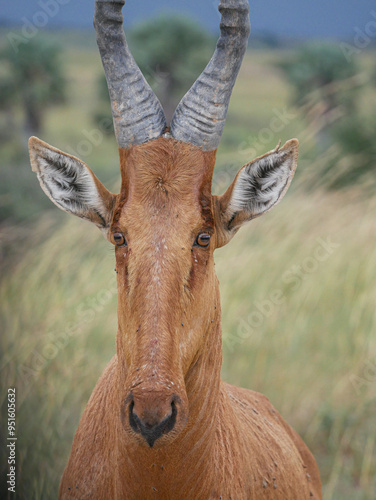Photography Jackson Hartebeest in a storm