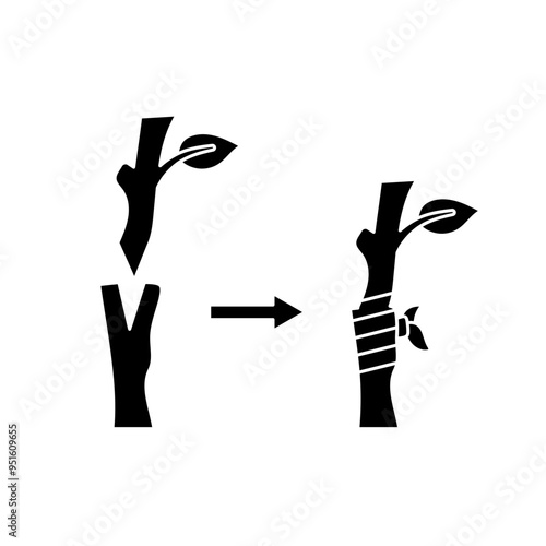 plant grafting