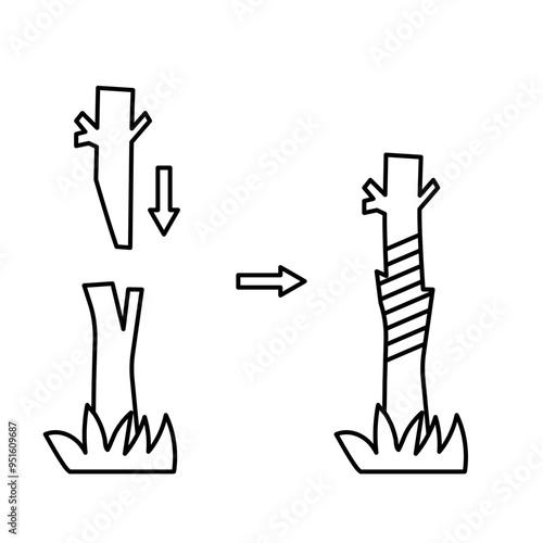 plant grafting