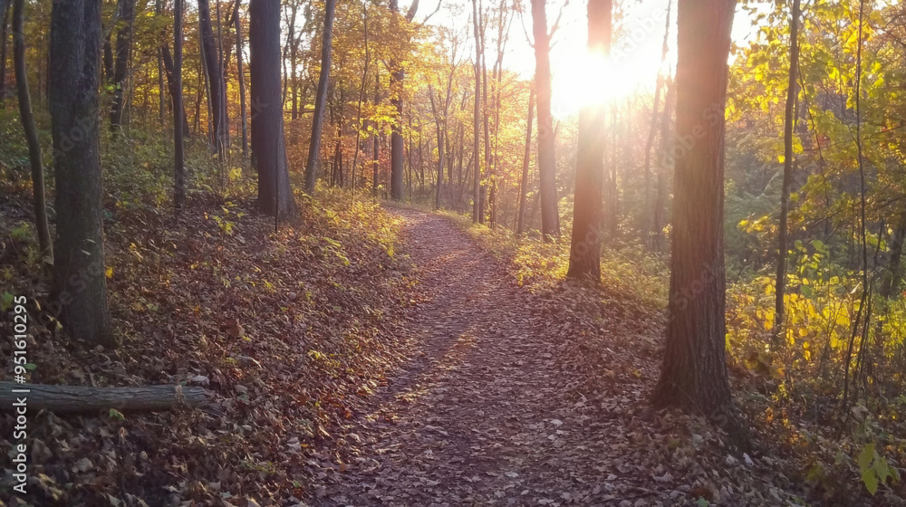Obraz premium Sunlight filters through trees illuminating an autumn path covered in fallen leaves in a serene forest setting
