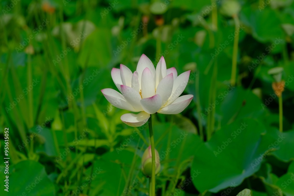 pink lotus in full blooming