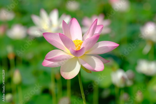 pink lotus in full blooming