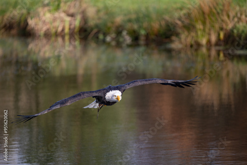 Blad Eagle in flight