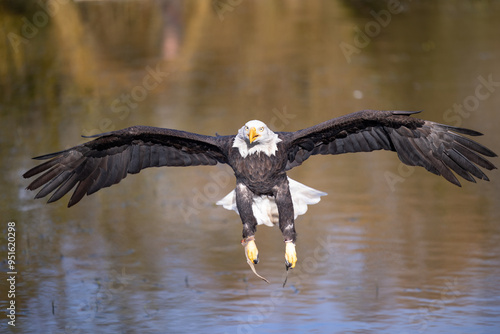 bald eagle in flight
