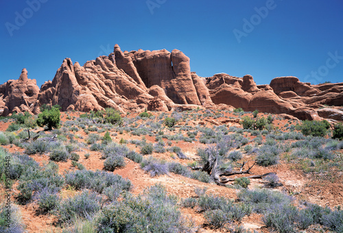 Arches National Park, Utah, USA - August 20, 2007: Summer view of short trees on red soil with the background of sedmentary rock cliffs and blue sky photo