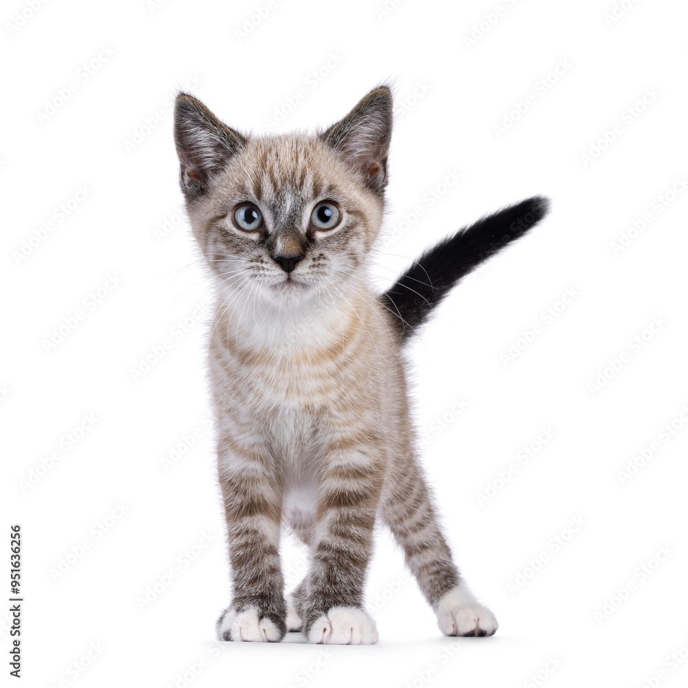 Obraz premium Expressive house cat kitten, with tabby point pattern, standing up facing front. Looking straight to camera. Isolated on a white background.