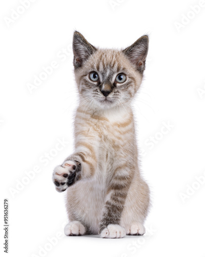 Expressive house cat kitten, with tabby point pattern, sitting up facing front. Looking beside camera. One paw high up like saying hello. Isolated on a white background.