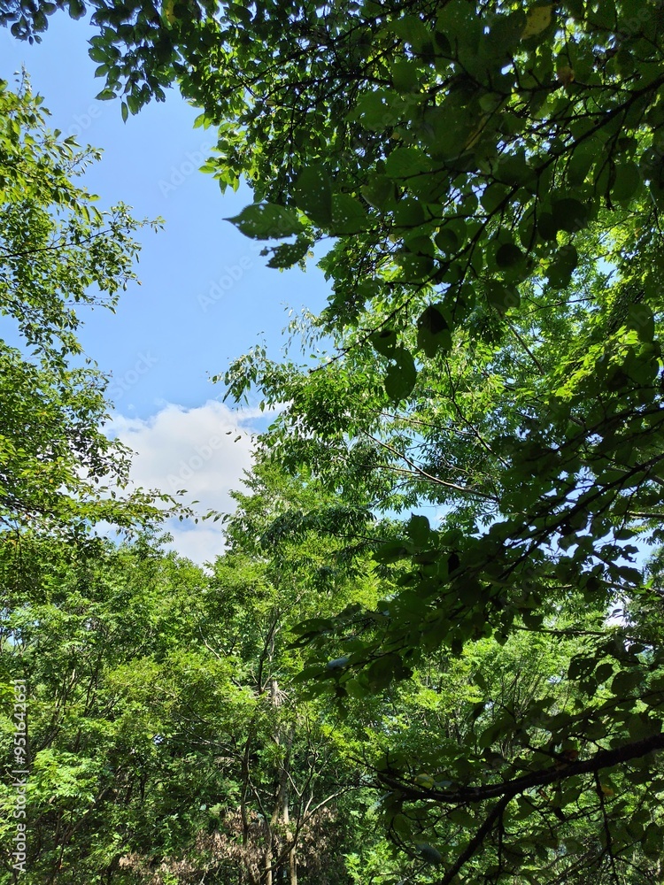 Summer mountain landscape with green trees Summer mountain landscape with green trees