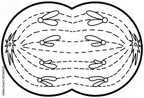 Cell division Mitosis Telophase illustration line by hand drawn  photo